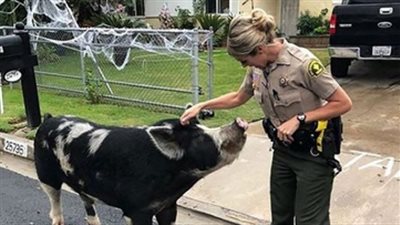شرطية تعيد خنزيرا هاربا إلى منزله بمساعدة رقائق «الدوريتوس»