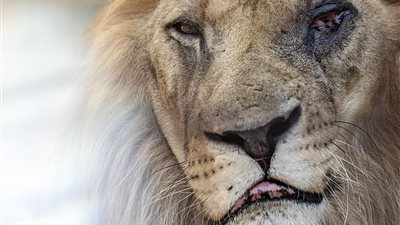 حالة مروعة لحيوانات حديقة ألبانية (فيديو وصور)