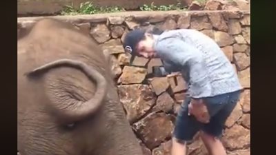 فيل يكره السيلفي يعاقب صاحبه بالشلوت (فيديو)