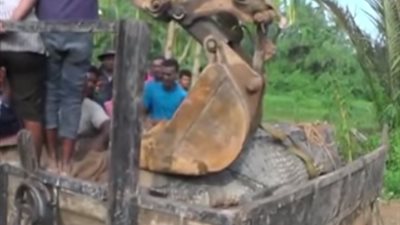 سكان قرية ينقلون تمساحا ضخما لمياه النهر (فيديو)