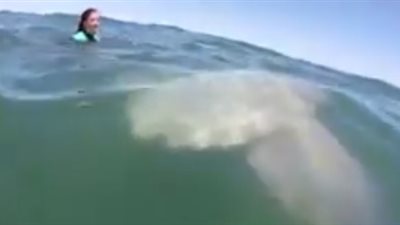 سمكة وزنها 2 طن تلتقط «سيلفى» مع غواصين (فيديو)