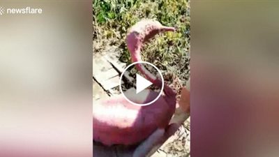 بطاطا تنمو على شكل بجعة في الصين (فيديو)