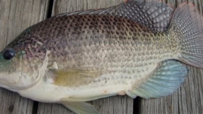 29 جنيهًا للبلطي ممتاز بالقاهرة