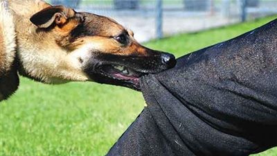 الأجهزة الأمنية تستجوب طفلا استخدم كلبه لمهاجمة فرد أمن