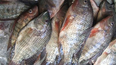 «البلطي» يسجل 12.5 جنيهًا بسوق العبور.. اليوم