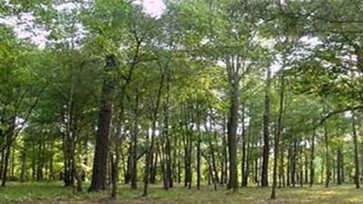 انتهاء مؤتمر زراعة الغابات بـ