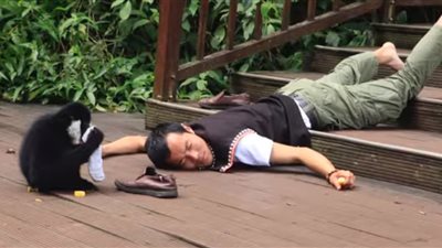 شاهد رد فعل طريف لقرد حاول حارسه تنفيذ تحدي 