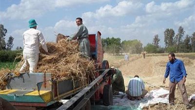 زراعة «الغربية»: توريد 63 ألف طن قمح منذ بداية موسم الحصاد