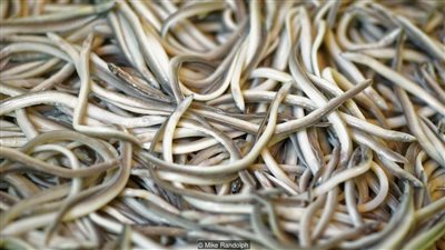 وجبة إسبانية.. السعر غالي والطعم مقرف (فيديو وصور)