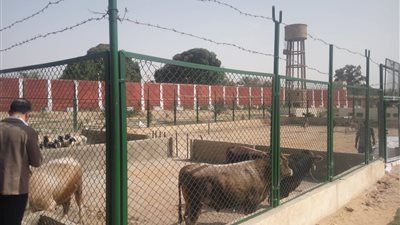 رئيس قطاع السجون: ننتج 45 ألف بيضة يوميا