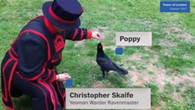 واشنطن بوست.. غرابيب بريطانيا تتغذى على بسكوت منقوع بالدم