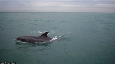 بالفيديو والصور.. ركاب قارب يرصدون عرضًا مميزًا لـ30 دولفينًا