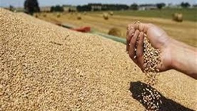 تجار: الأردن تطرح مناقصة لشراء 100 ألف طن من القمح الصلد