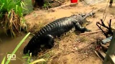 بالفيديو.. اصطياد تمساح عملاق أثار فزع المواطنين في أستراليا