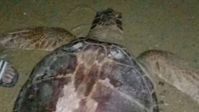 بائع أسماك يحرر سلحفاة بإعادتها إلى بيئتها الطبيعية في السويس (صور)