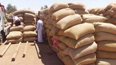 توريد 72241 طن قمح اليوم فى الغربية
