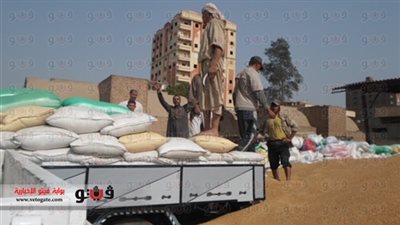 توريد 16 ألفا و120 طن قمح بالإسكندرية