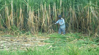 مصانع السكر بأسوان تستقبل 2 مليون و483 ألف طن قصب