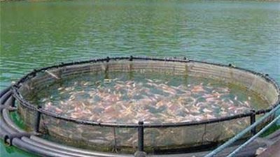 شعبة صناعة الأسماك: مشروعات الاستزراع السمكي تحتاج لمساندة من الحكومة