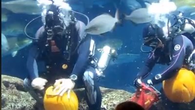 مسابقة نحت بمناسبة الهالوين أسفل المياه (فيديو)