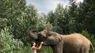 شاب يستعرض مهارات الفيلة أثناء تدريبها (فيديو وصور)