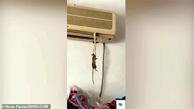 ثعبان يهبط من مكيف هواء ليقبض على فأر (فيديو وصور)