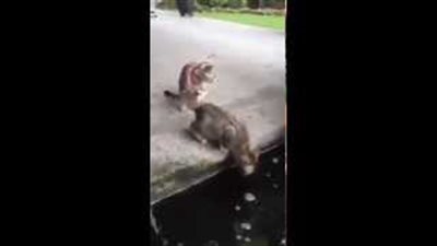 بالفيديو.. سمكة تحاول افتراس قطة وتسقطها داخل الماء