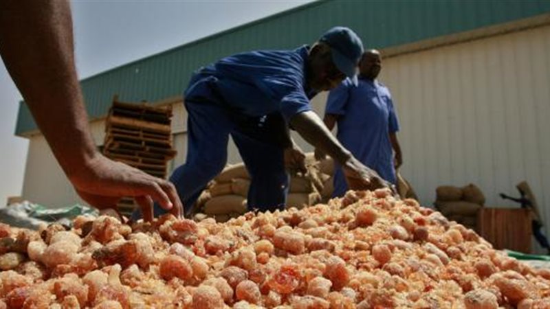 تجارة الصمغ في السودان