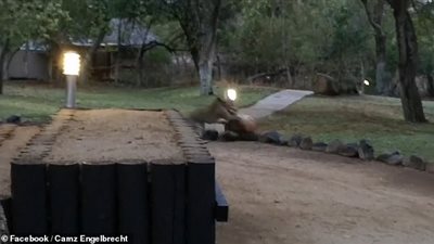 فهد ينفذ هجوما مروعا لم يستغرق ثوان على ظبي (فيديو وصور)