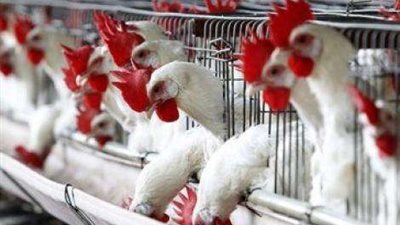 استقرار أسعار الدواجن البيضاء اليوم 23/ 10/ 2018.. والكيلو بـ27 جنيها