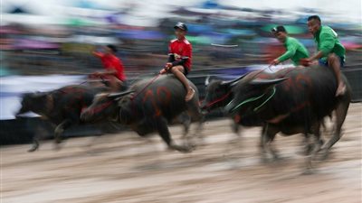 «أغرب سباق».. ماراثون الجاموس بالطرق الطينية في تايلاند (صور)