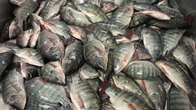 «البلطى» يسجل 12.5 جنيها بسوق الجملة