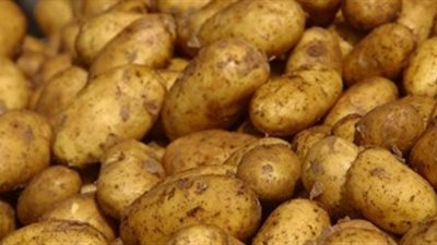 التموين: طرح البطاطس بـ 9.25 جنيهات للكيلو في المجمعات