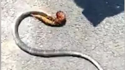 دودة ضخمة تصطاد ثعبان أضعاف حجمها (فيديو وصور)