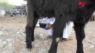 بالفيديو.. «تيس» يدر لبنا يشفي من العقم في الإمارات