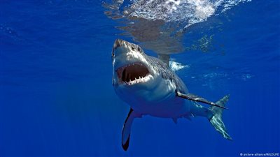 طائرات بدون طيار لمطاردة أسماك القرش في أستراليا