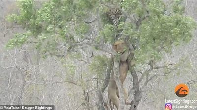 أسد يخطط لسرقة فريسة نمر (فيديو وصور)