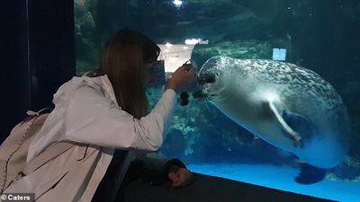 كلب بحر يقع في حب ميدالية مفاتيح (فيديو وصور)