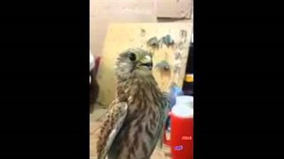 بالفيديو.. «صقر» يرقص على أنغام الموسيقى