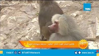 تعرف على أنواع أطعمة الحيوانات بحديقة الجيزة (فيديو)