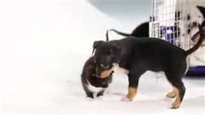 بالفيديو.. رد فعل صغار القطط والكلاب في اللقاء الأول