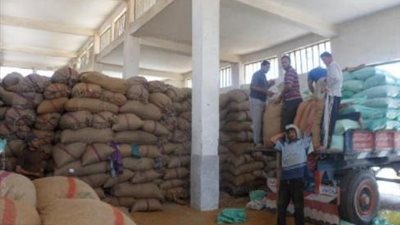 توريد 79 ألف طن قمح بالغربية