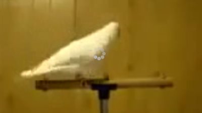 بالفيديو.. «حمامة» ترقص على أنغام الذكر الصوفي