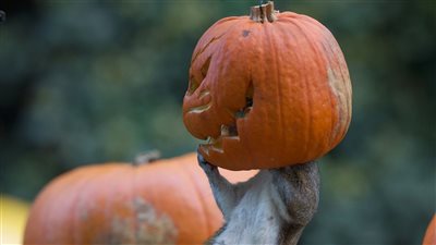 بالصور.. «سنجاب» يحتفل بـ «الهالويين» بطريقة خاصة !