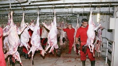 بالفيديو.. شاور: أستراليا كذبت بشأن فيديو إهانة المواشى