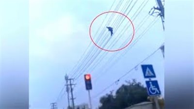 رجل يخاطر بحياته بالمشي على خط كهربائي (فيديو)