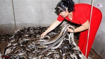 أغرب 10 مزارع غريبة في العالم (فيديو)