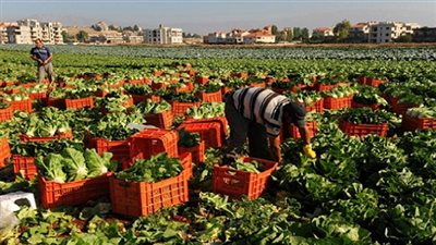 الحلم الضائع لإنقاذ المحاصيل الزراعية.. اتحاد مربي الدواجن يتراجع عن تطبيق الزراعة التعاقدية.. شركات الدولة أول من «باع» الفلاح.. وخطوة غير مسبوقة تنقذ الموقف