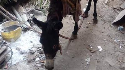 التحفظ على «حمار» اقتحم منطقة حيوية بالشرقية (صور)