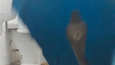 شاب يواجه كوبرا «بفوطة حمام» (فيديو وصور)